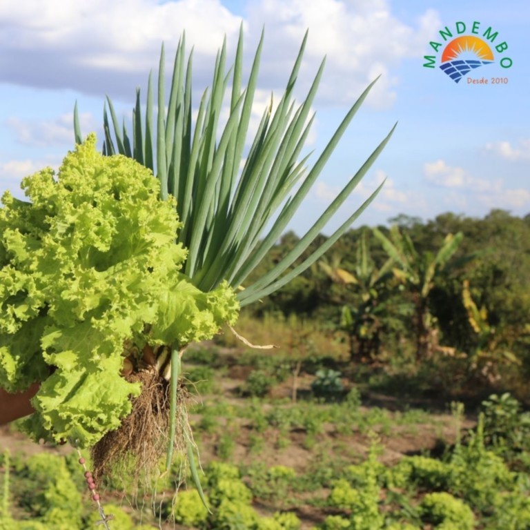 Energia para Cultivar a Vida: Agroecologia e o Papel Estratégico das Energias Renováveis