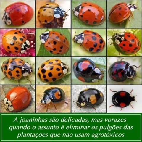 Agroecologia - O Caminho das Soluções Agroecologia - O Caminho das Soluções